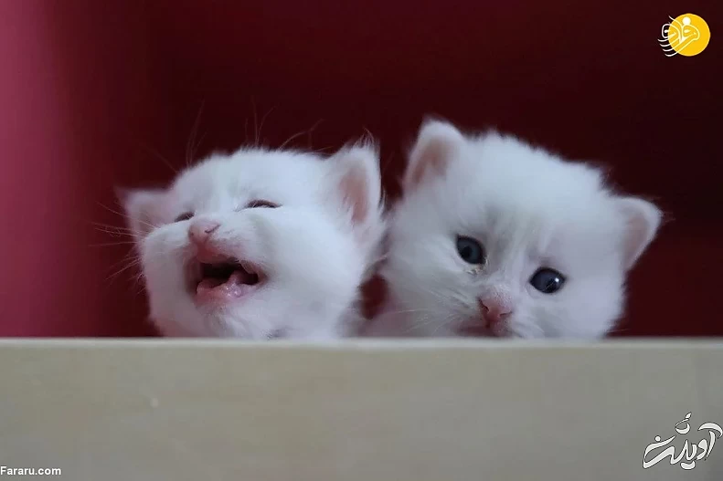 (تصاویر) ویژگیهای منحصربه فرد گربه وان